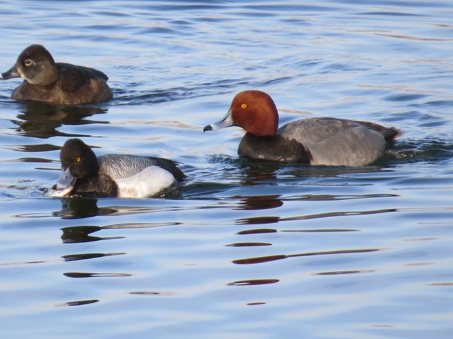 Ring-necked Duck, Lesser Scaup, and Redhead at Lake Bloomington in McLean County, IL