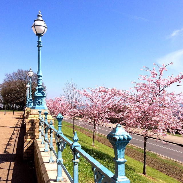 Alexandra Palace Cherry Blossom 2015