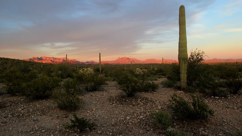 sunset arizona cactus nationalpark flora organpipe