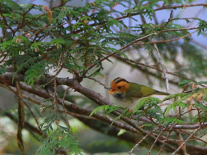 IMG_0122 棕面鶯 Rufous-faced Warbler