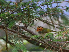 IMG_0122 棕面鶯 Rufous-faced Warbler