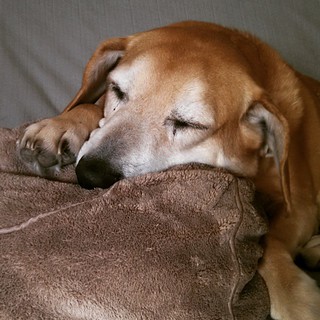 Happy Sunday morning... Do Not Disturb Sophie #sleepydog #houndmix #dogstagram #Brookstone #nappillow #adoptdontshop