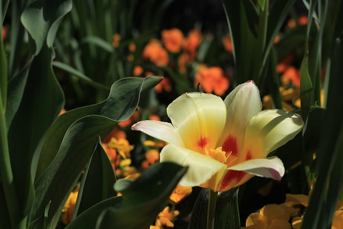 flower fleur florence flickr tulip tulipe mainau 2015 airflore