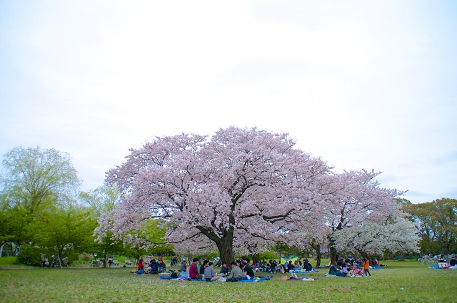 お花見＠篠崎公園