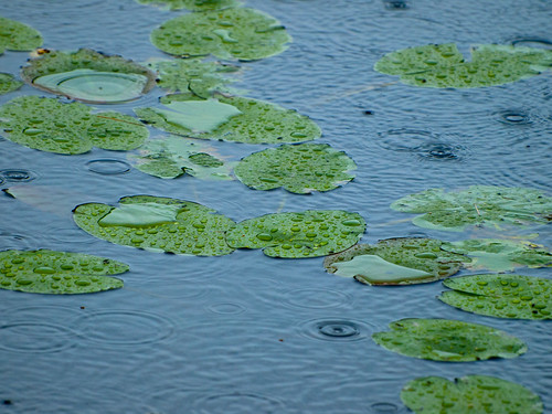 ny newyork green water rain pond lily pad upstate twig mountainview splash lilypad raindrop owlshead watergrass