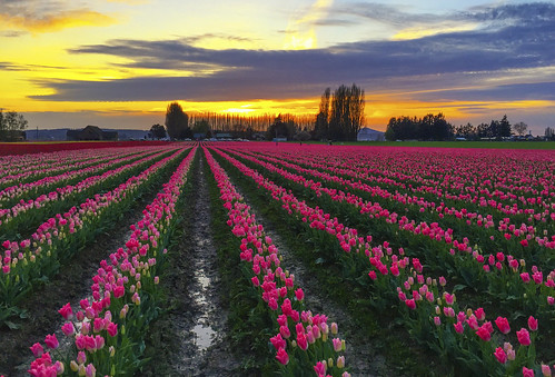 flowers landscape countryside tulips wa mountvernon skagitvalley roozengaarde tulipfestival2015