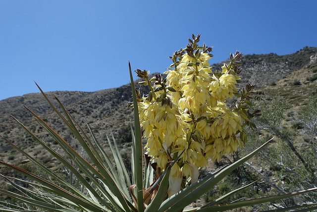 Yucca flower, m234
