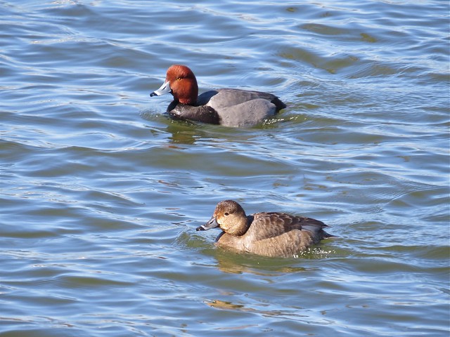 Redhead at Lake Bloomington in McLean County, IL 03