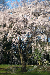 A weeping cherry tree