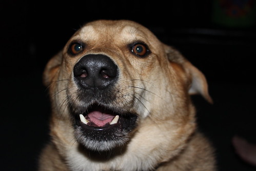 My Dog Levi Smiling