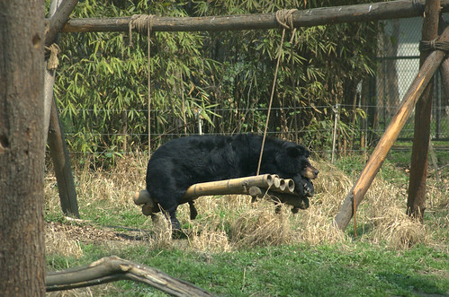 The bear sleeps on a bamboo swing 2