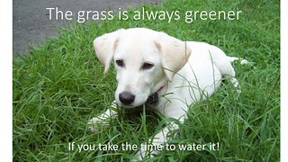 The grass is always greener