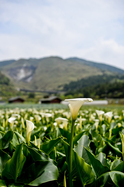 2015陽明山竹子湖海芋季