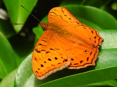 Male Cruiser butterfly cairns Bot Gdns