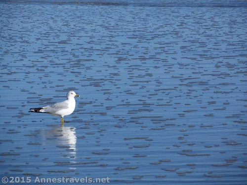 A sea gull serenely observes the waves on Holden Beach, North Carolina