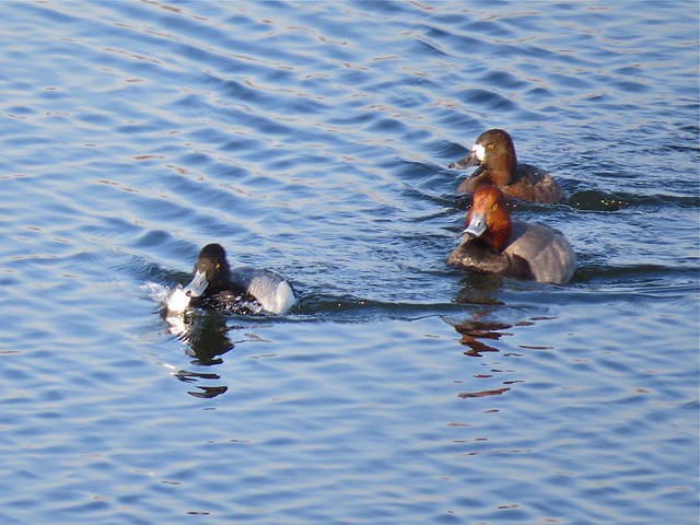Lesser Scaup and Redhead at Lake Bloomington in McLean County, IL 01