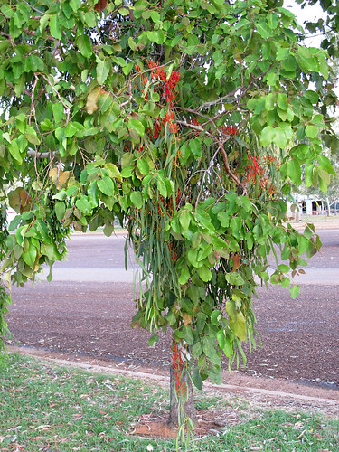australia queensland mistletoe eucalyptus boulia loranthaceae amyema amyemasanguinea