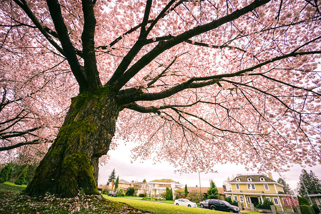 The Old Giant Cherry Blossom Tree in Full Bloom