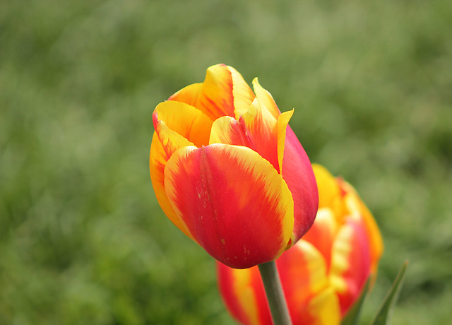 Tulip close-up