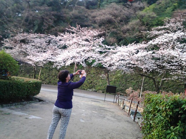 9791和歌山城的櫻花