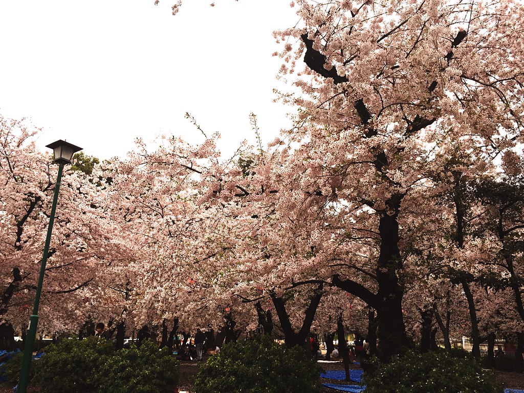 桜 Sakura at 鶴舞公園 (Tsuruma Park)