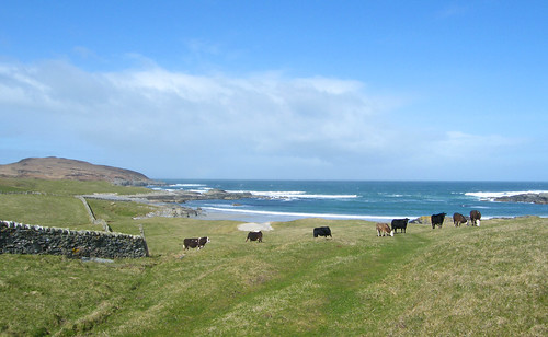 ocean sea landscape island coast scotland cattle islay isleofislay argyllandbute ardnave worldtrekker