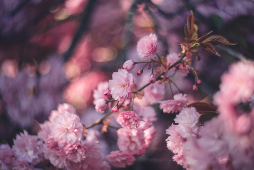 light sunset sun france flower macro tree colors cherry golden spring lomography blossom sweet bokeh hour petzval