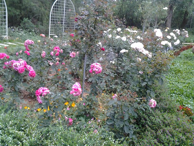 11296玫瑰花園