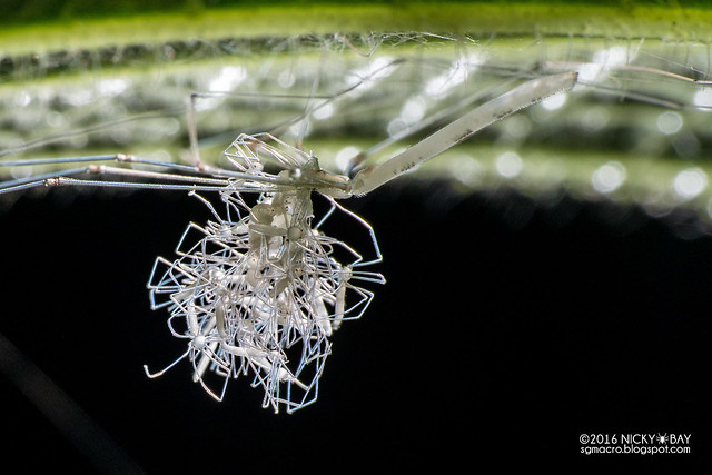 Daddy-long-legs spider (Pholcidae) - DSC_7443b