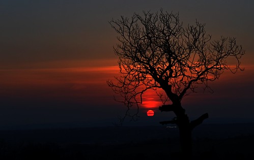 sunset soleil arbre auvergne couché