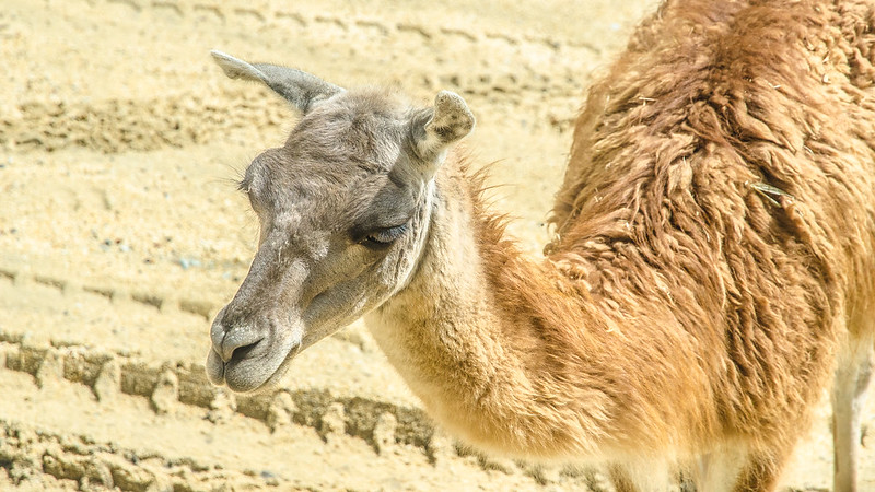 A friendly llama at the Bukit Gambang Resort City's safari park