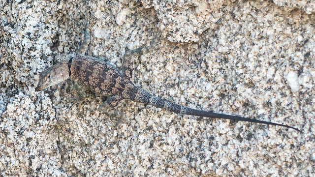 Mearns Rock Lizard, m202