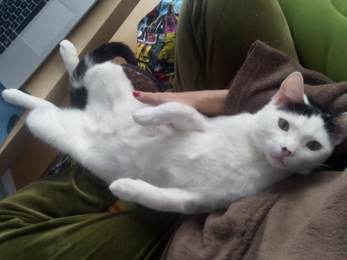 Carlo, gatito blanco con toque negro tímido y muy bueno esterilizado, nacido en Junio´14, en adopción. Valencia. ADOPTADO. 16827895205_6148b3d45c