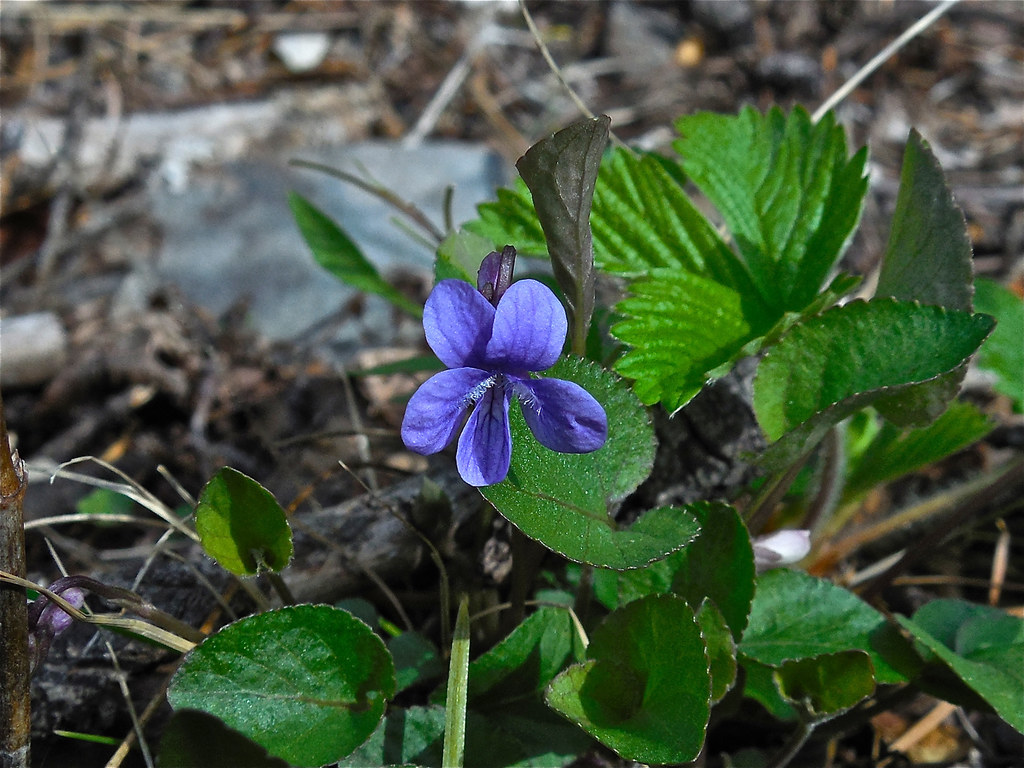 Early blue violet, Viola adunca
