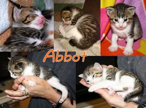 Abbot, gatito pardo y blanco mimosón, nacido en Marzo´15, busca hogar. Valencia. ADOPTADO. 16939299008_3ede2f8edd