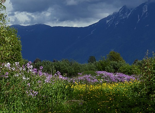 canada landscape britishcolumbia wildflowers chilliwack buttercups nikond7000 nikkor18to200mmvrlens campriverwildlifearea