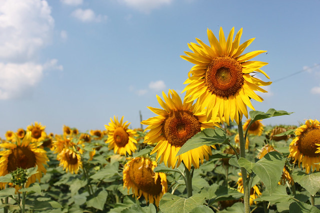 20140724_0256-sunflowers_resize