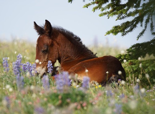 foal baby wild wildhorse instagramapp square squareformat iphoneography