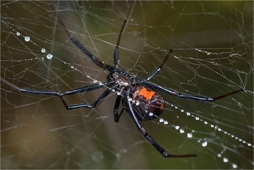 spider blackwidow latrodectus proffitt nikon105mmf25 youngcounty proffitttexas