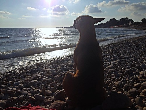 sunset sea dog sun reflection nature cane inca clouds photo tramonto nuvole mare please tag ngc playa sicily sole spiaggia geographic sicilia riflesso autofocus toxisland ☯laquintaessenza☯