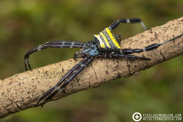 Doleschall's Argiope Spider- Argiope doleschalli ♀