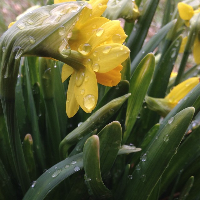 Raindrops on daffodils.