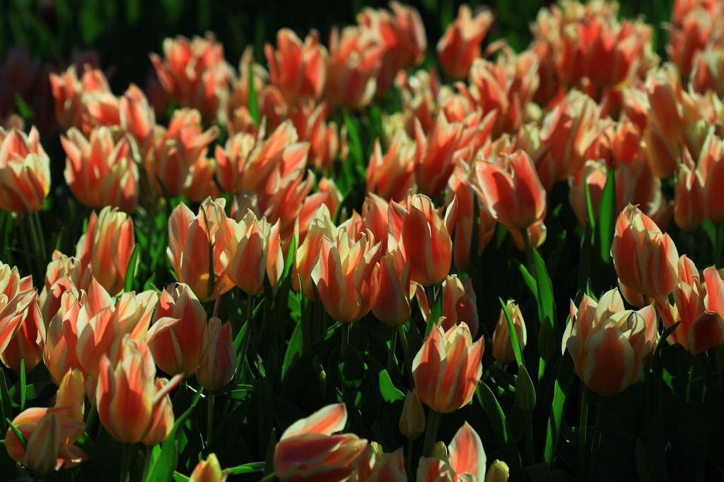 Tulip màu cam