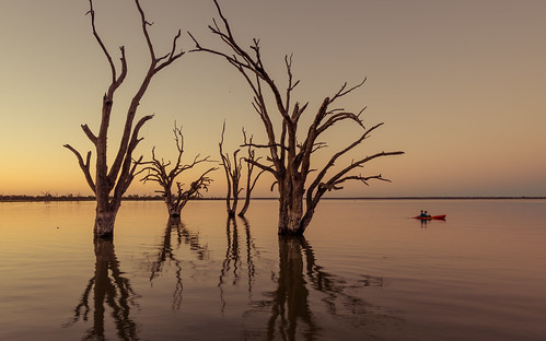 australia barmera canoe couple deadtrees kayak lake lakebonney landscape rural sa southaustralia sunset