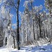 Omrzlé stromy pod vrcholem Bukové hory, nalevo propojka z Čenkovic