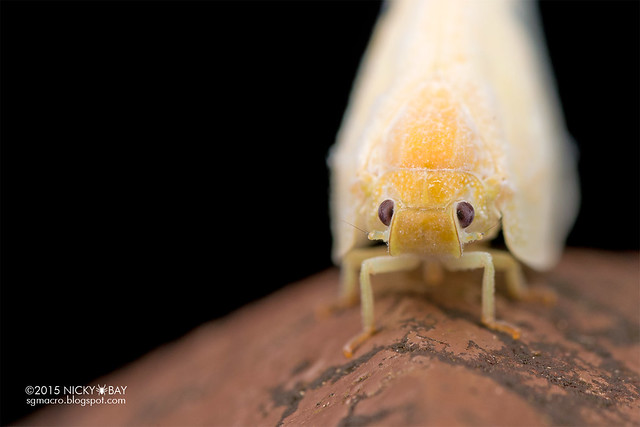 Flatid planthopper (Flatidae) - DSC_5348