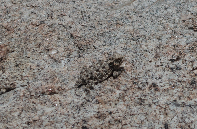 Baby horny toad, m196