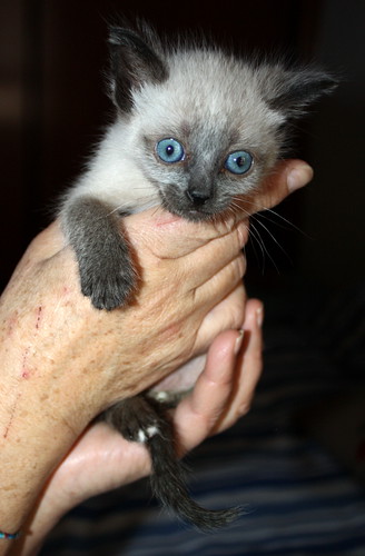 Suso, gatito siamés megadulce nacido en Febrero´15, en adopción. Valencia. ADOPTADO. 16859582366_96a522d25c