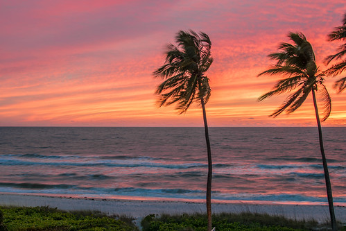 trees sunset sea color tree beach water mexico evening seaside colorful gulf dusk palm shore serene