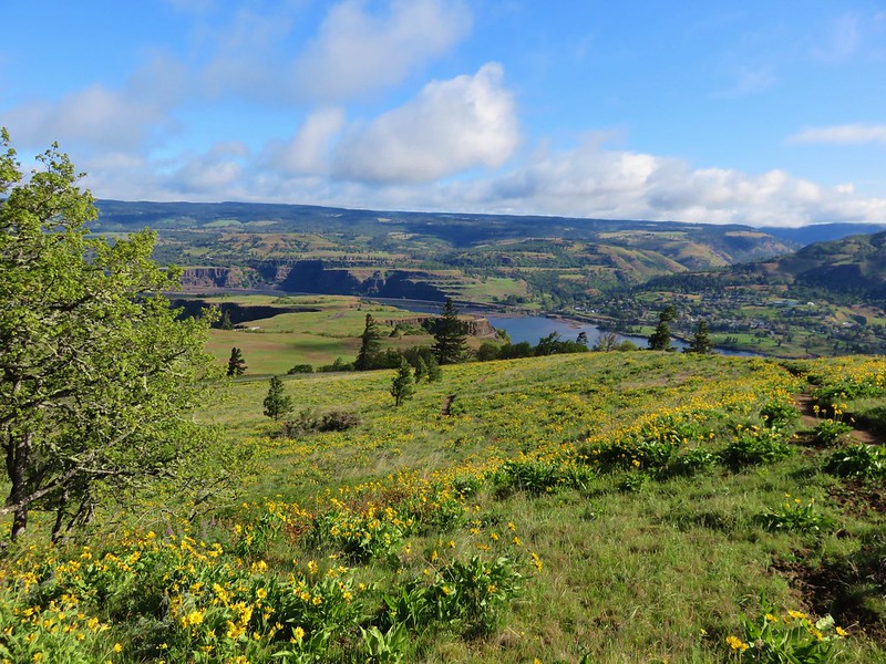 Rowena Crest from the Tom McCall Point trail.